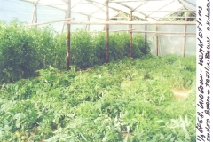 Tomato crop too heavy for vertical supports
