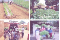 Enterprise garden, seedling staff and pig farm