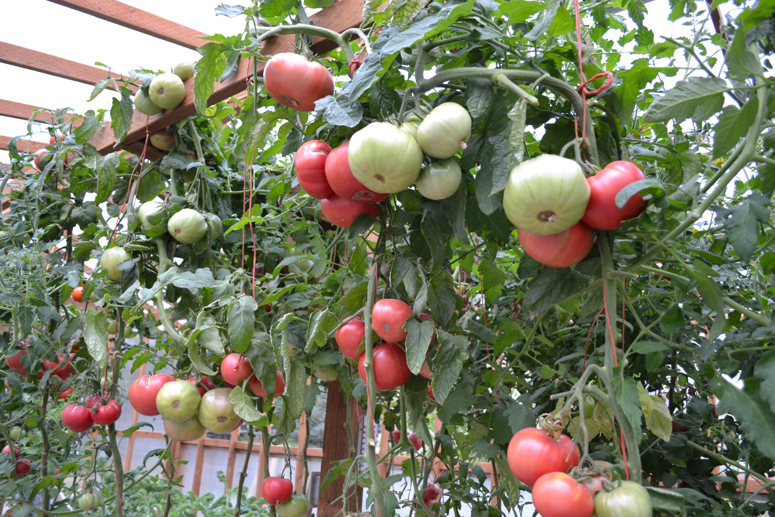 Mittleider Gardening Certification Training “Boot Camp” – April 13 - 19, 2025 - Image 2