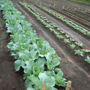 Mittleider Gardening Method Presentation - How It's Different & Why It's The Best!