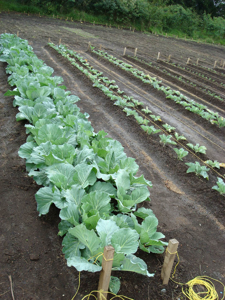 Mittleider Gardening Method Presentation - How It's Different & Why It's The Best!